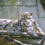 brown and black wildcat on the tree
