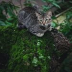 cat comfort: closeup photo of brown tabby cat sitting on rock