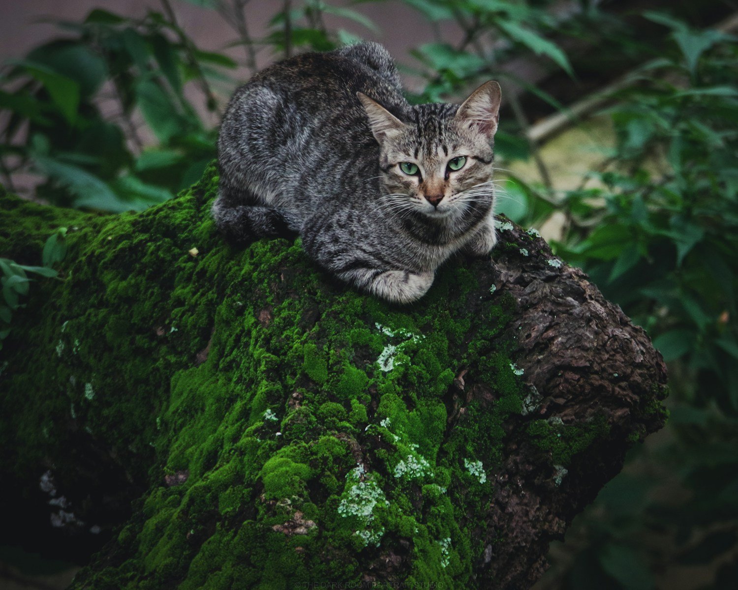 cat comfort: closeup photo of brown tabby cat sitting on rock