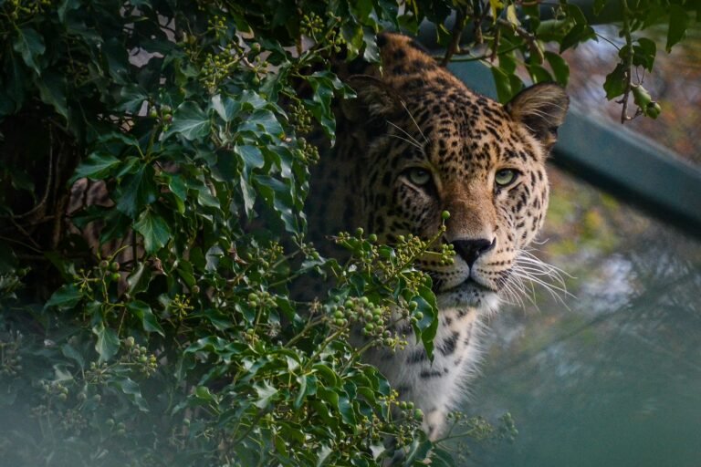 leopard near green leaves during daytime