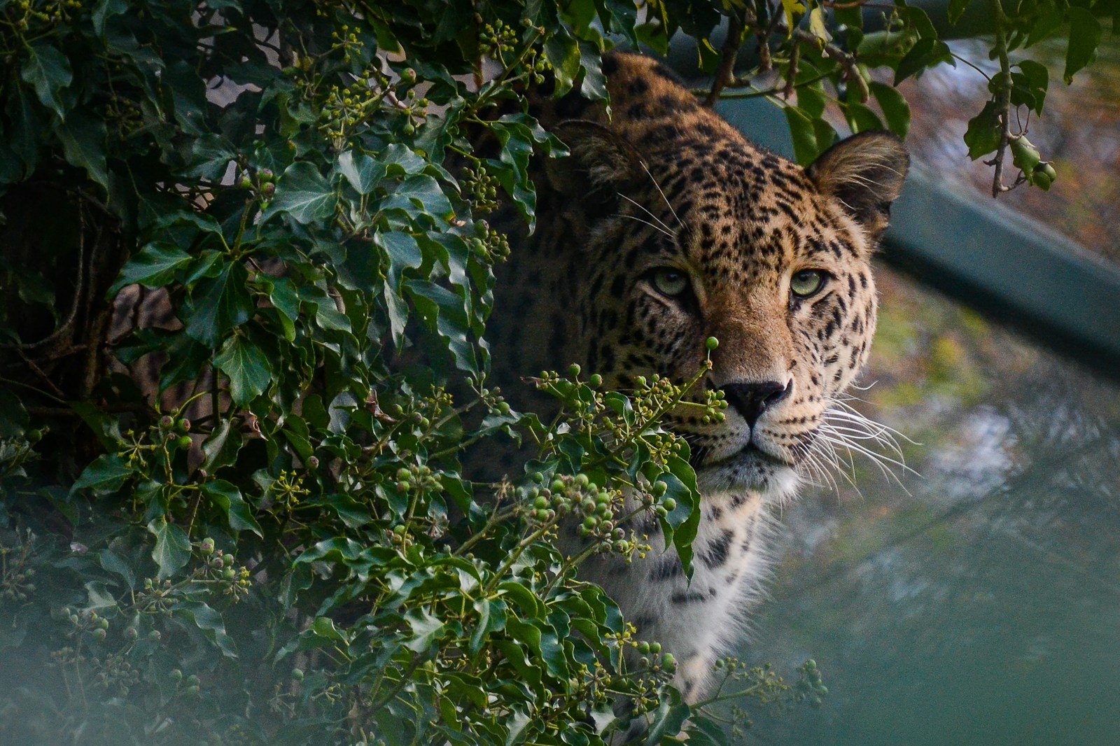 leopard near green leaves during daytime