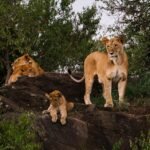 lion's pride: lion, lioness, and cub