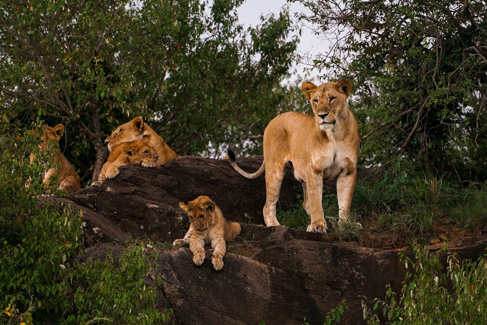 lion's pride: lion, lioness, and cub