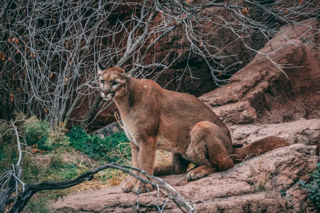 Myths About Big Cats brown cougar sitting on rock ledge