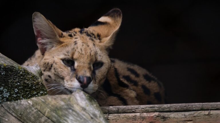 Big Cat Species