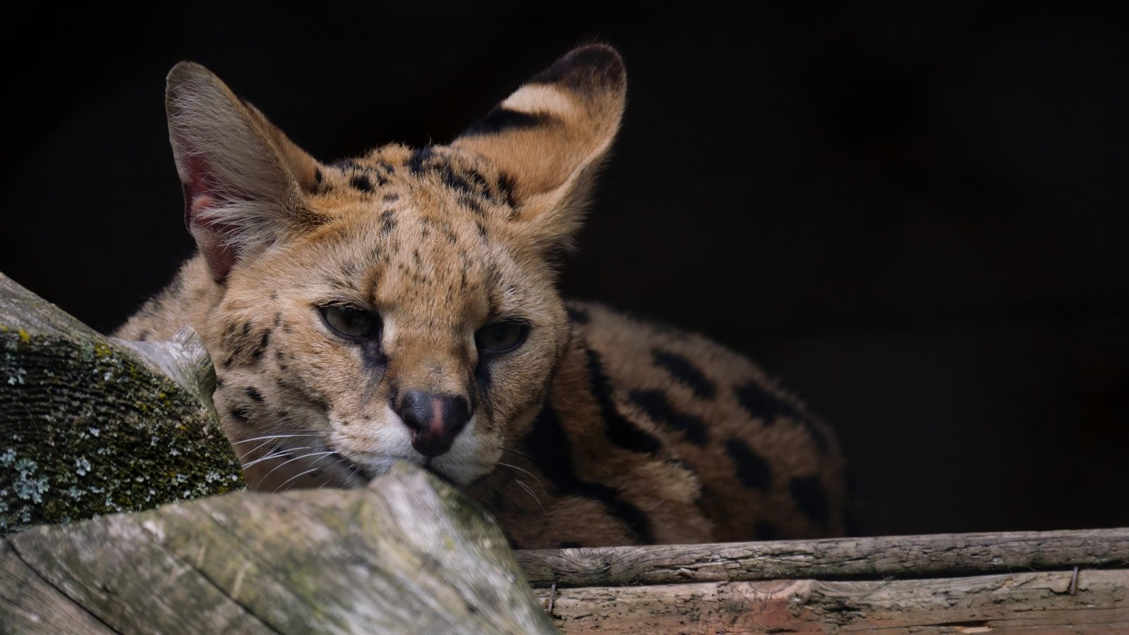 Big Cat Species