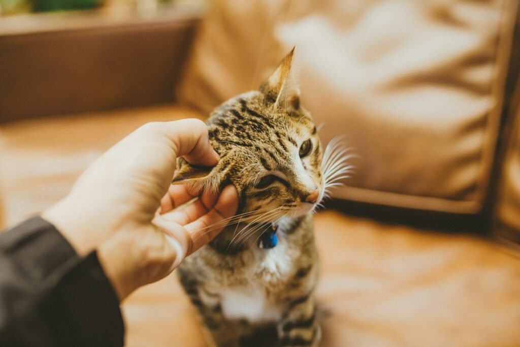 Mysterious Cat person holding silver tabby cat