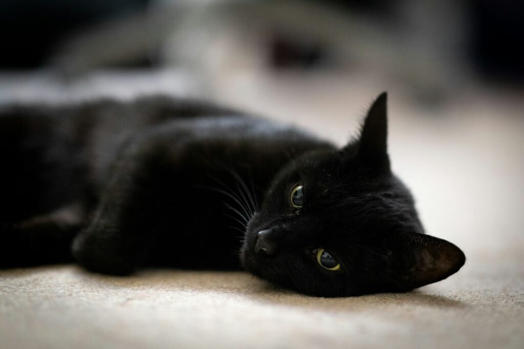 Cat Superstition a black cat laying down on the floor