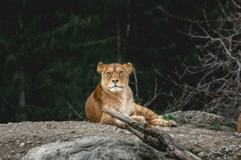 lion's pride: brown lioness lying on brown rock during daytime