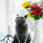 Russian blue cat standing near ceramic vase with artificial flowers