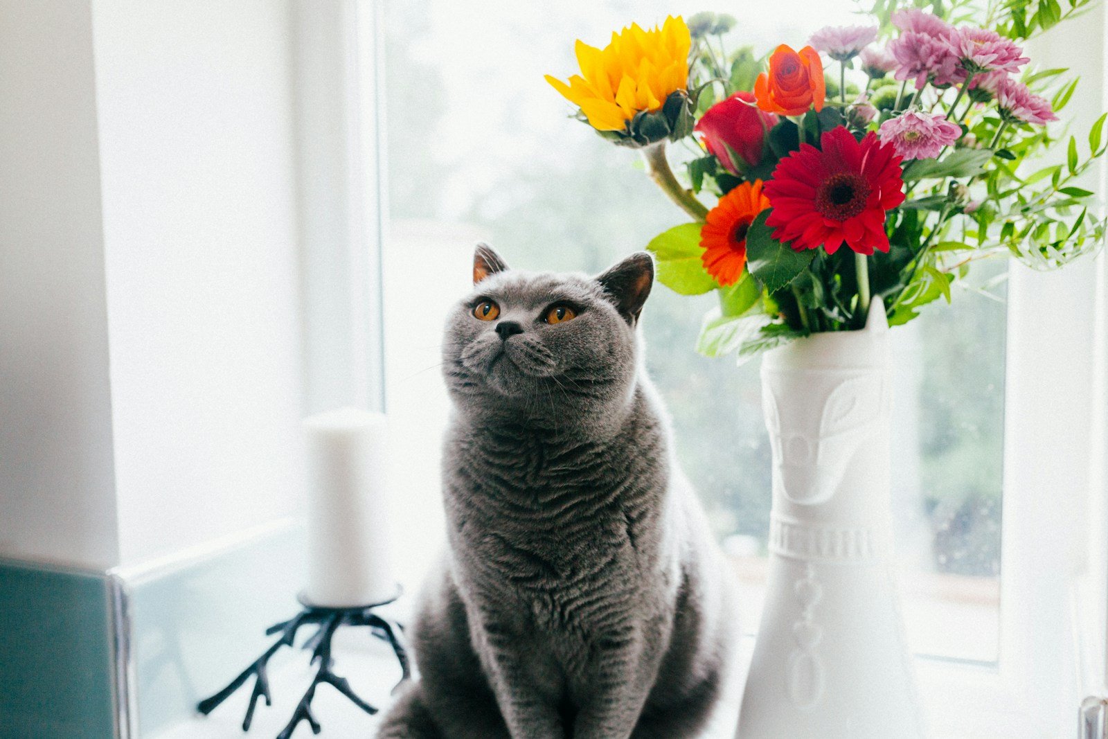 Photo by Josh Couch Stress in cats: Russian blue cat standing near ceramic vase with artificial flowers