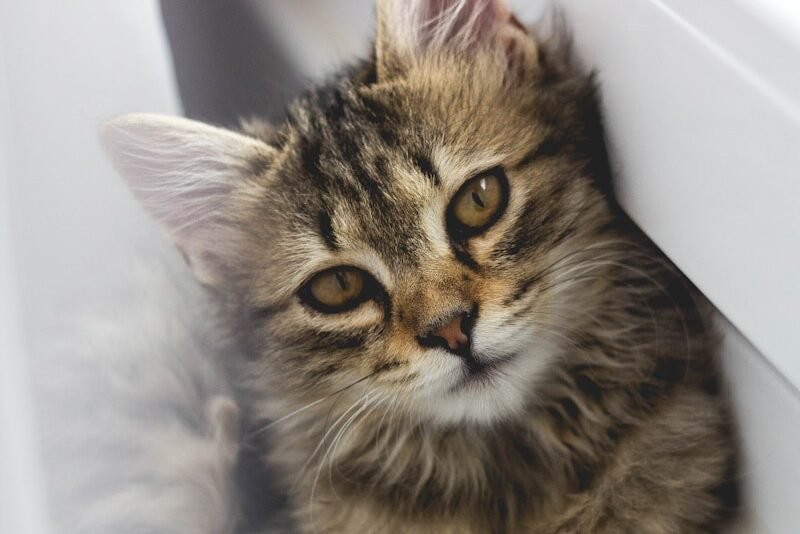 A small, fluffy wild cat with striking golden eyes stares curiously from a hidden space, showing its playful yet inquisitive nature.