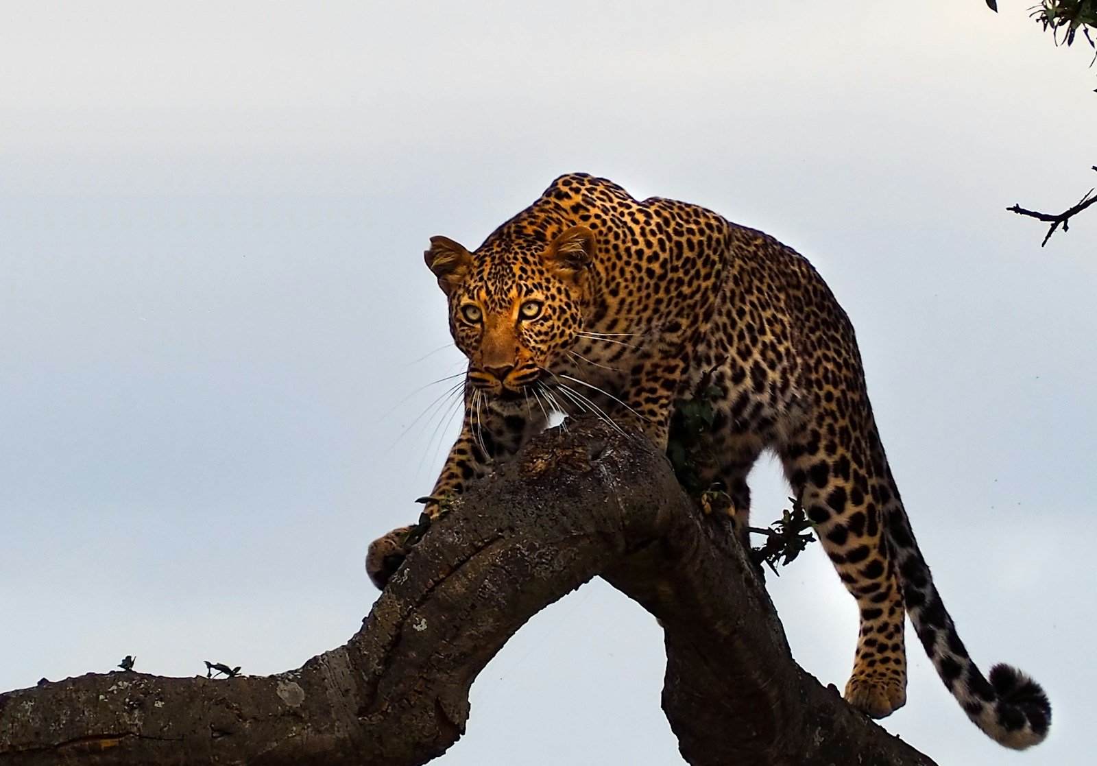 Photo by Bibake Uppal Silent stalking: brown leopard on a tree branch
