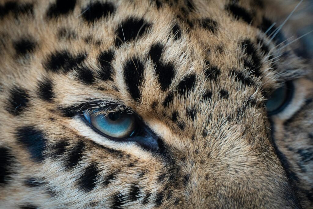 brown and black leopard