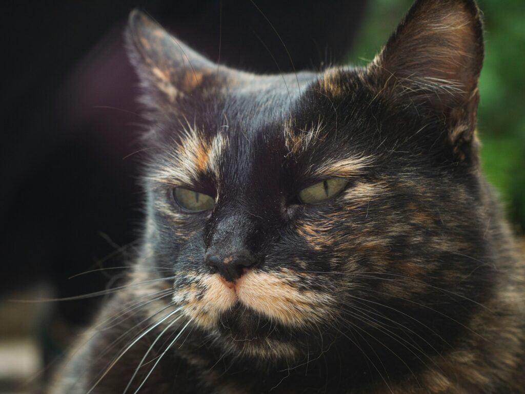 cat independence: black and brown cat in close up photography