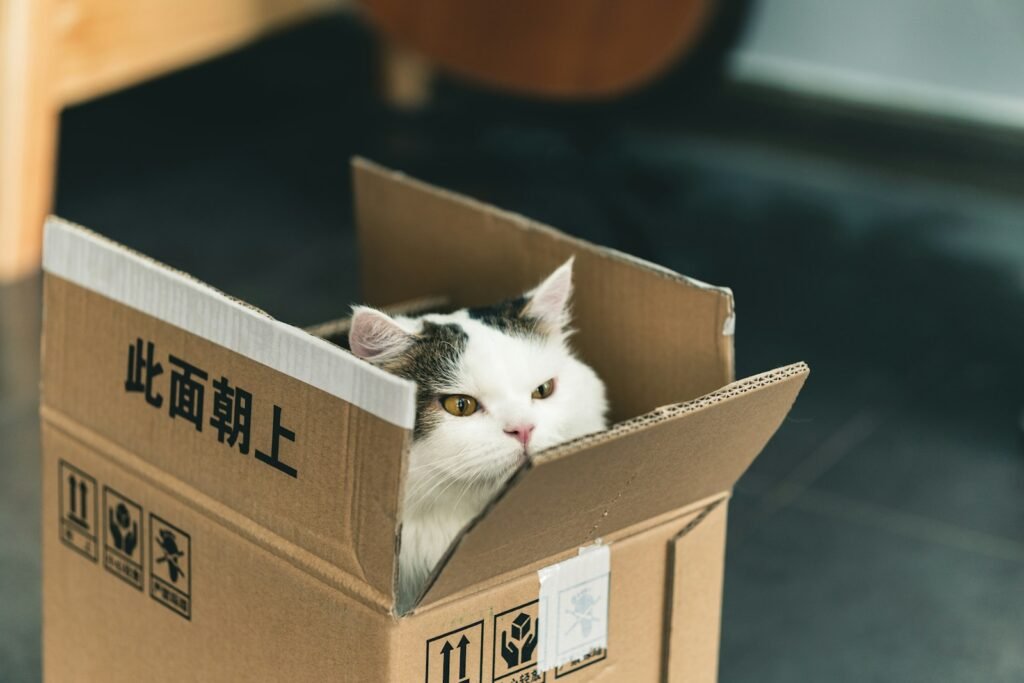 Cat Signs tuxedo cat in brown cardboard box
