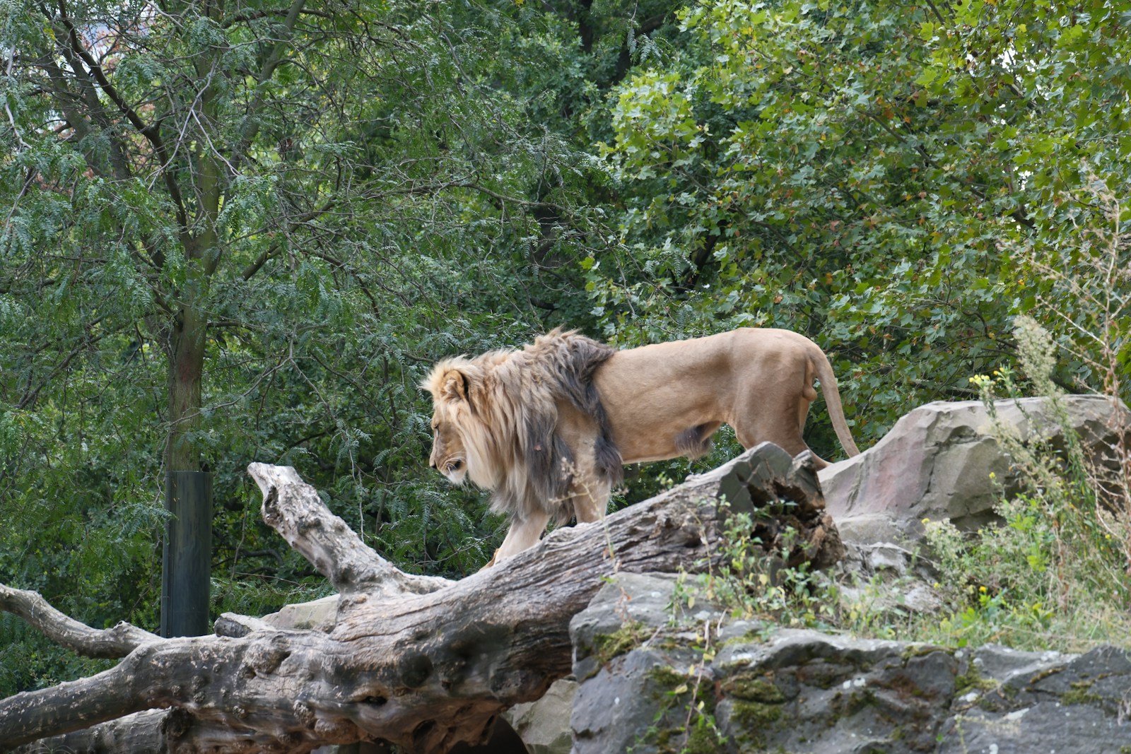 Big cat predators: A lion standing on top of a fallen tree