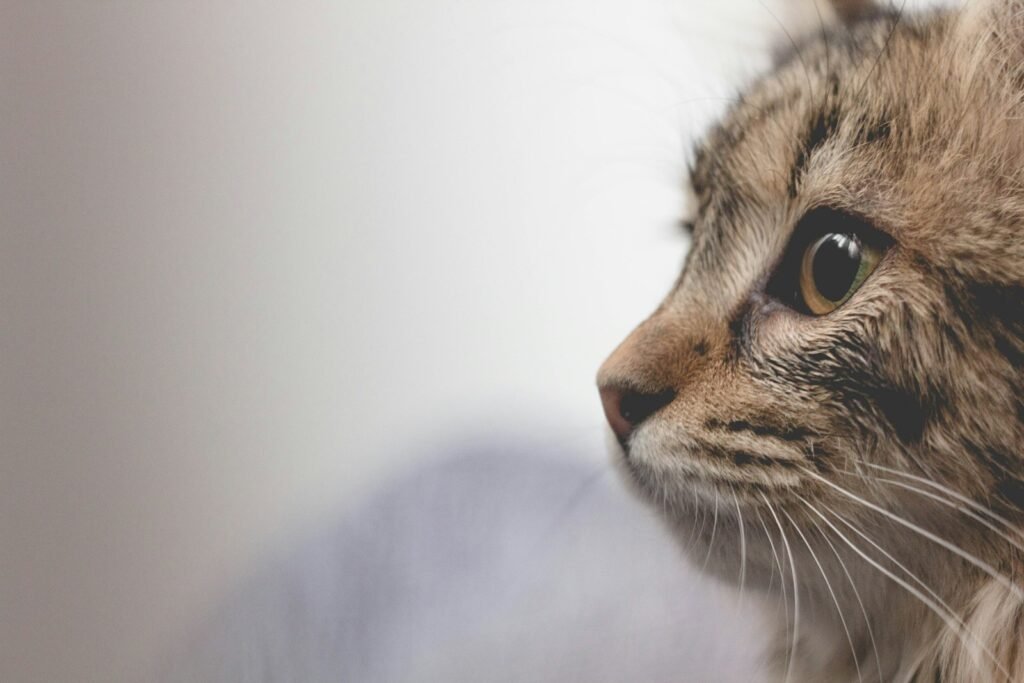 Cats as Companions