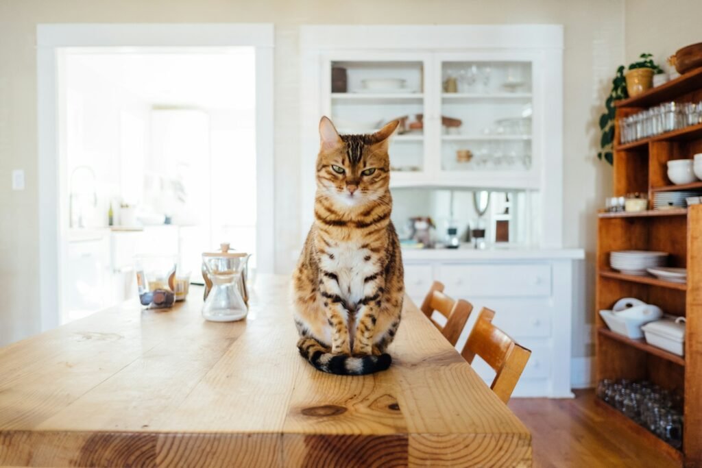 cat