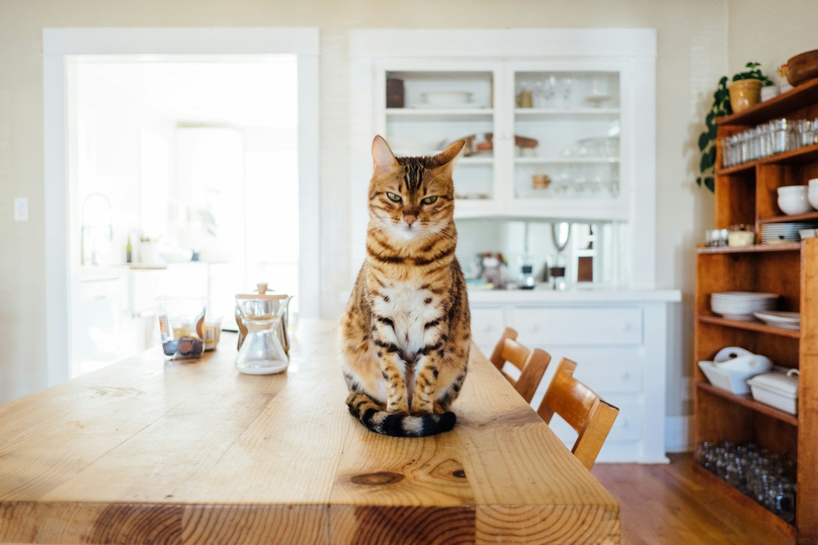 Photo by Paul Hanaoka Surprising Reasons Why Your Cat Loves to Watch You