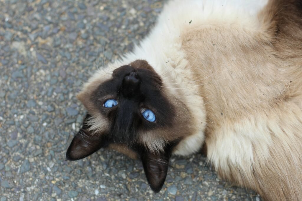 a cat with blue eyes laying on its back