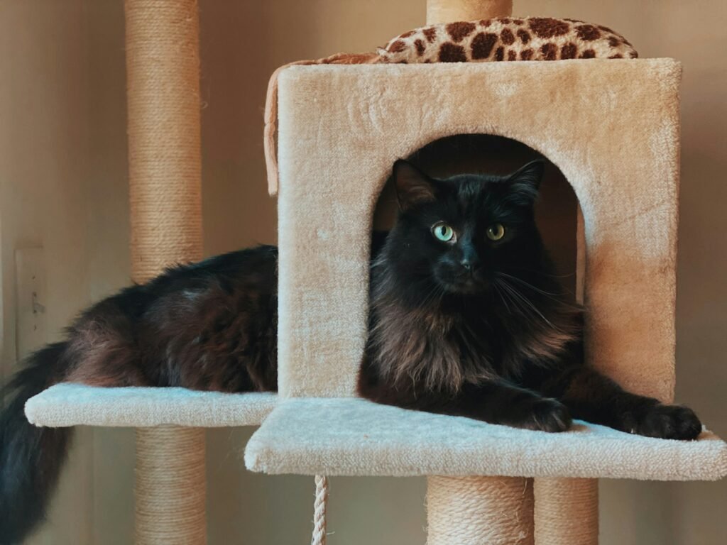 Cat Scent black cat on white cat tree