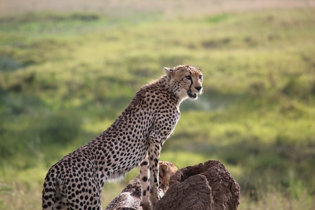 cheetah survive: cheetah photo