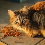 brown tabby cat on gray concrete road