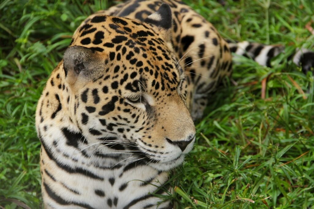 a close up of a leopard laying in the grass