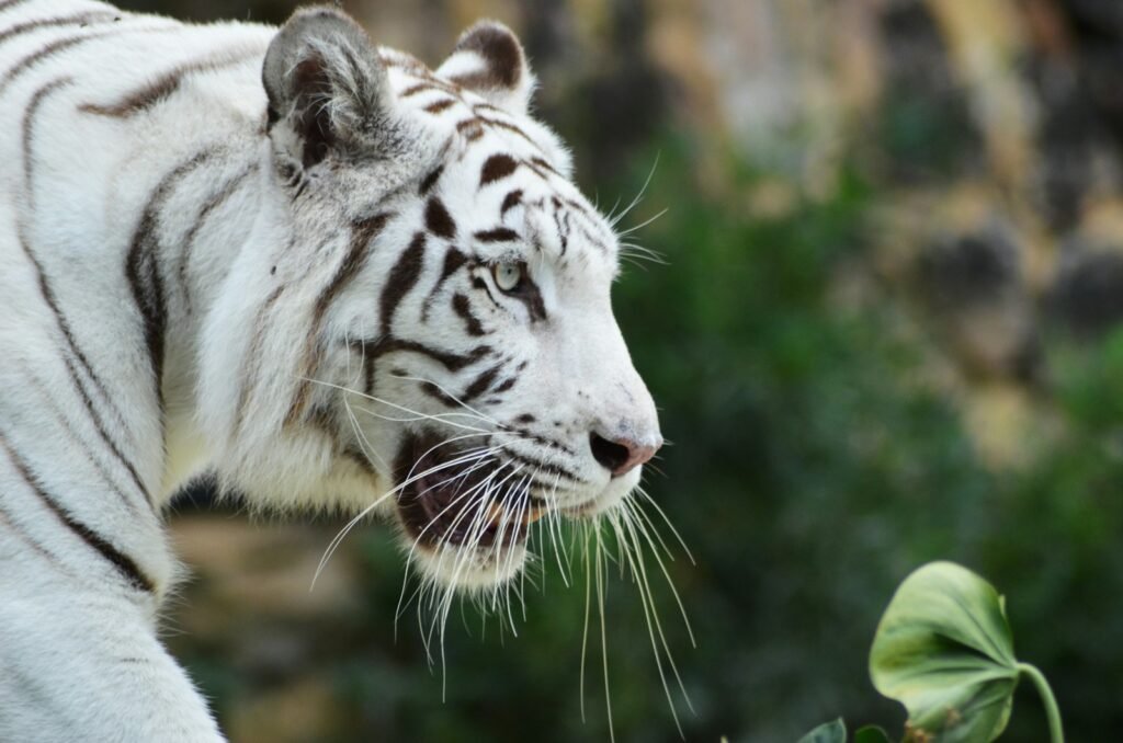big cats facts: Albino tiger