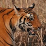 coat pattern: A tiger walking through a dry grass field