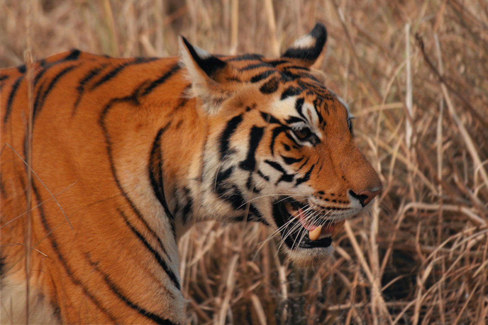 coat pattern: A tiger walking through a dry grass field