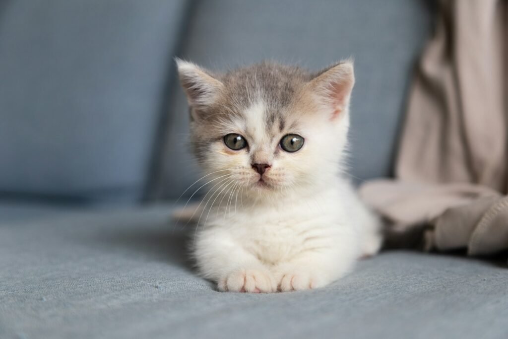 kitten: white and grey kitten on grey textile