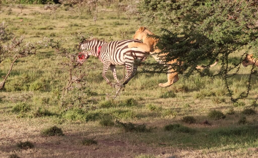 ultimate predator: a couple of zebras that are standing in the grass