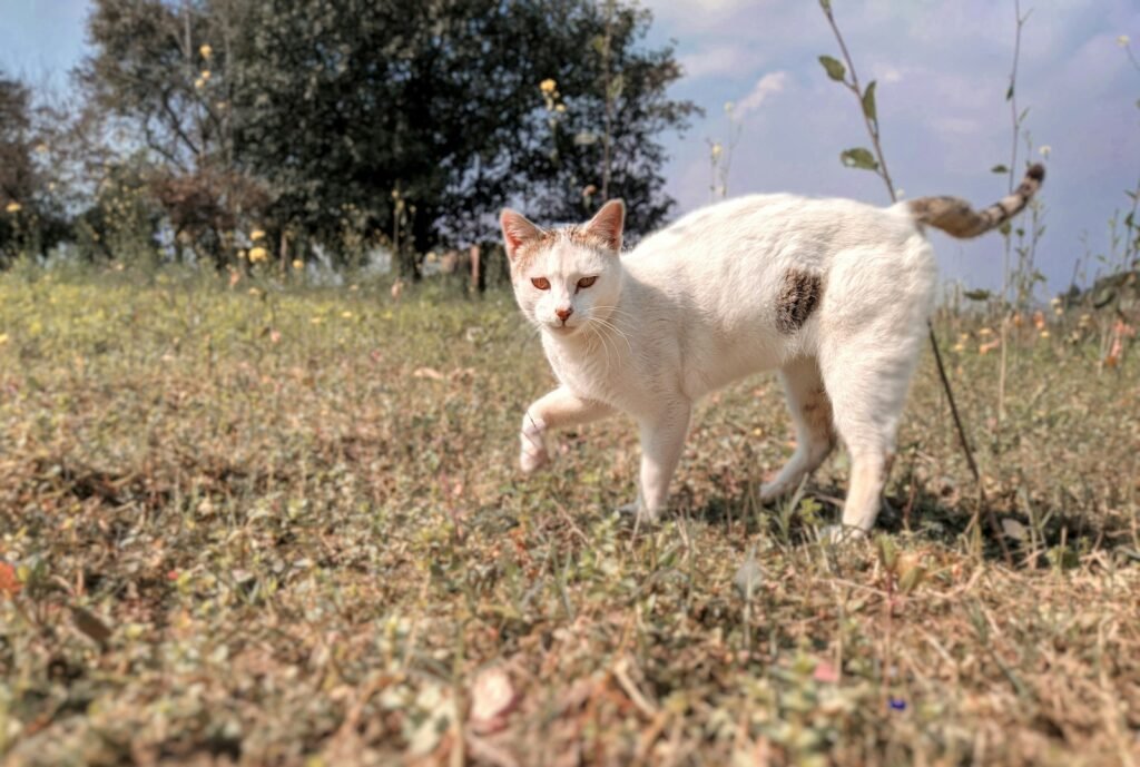 a white cat walking across a grass covered field
