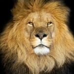 Why Big Cats Need Large Territories to Survive