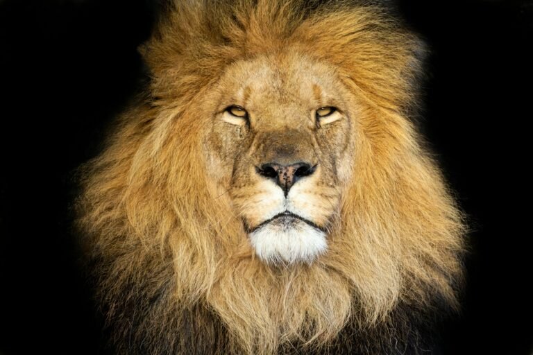 Why Big Cats Need Large Territories to Survive
