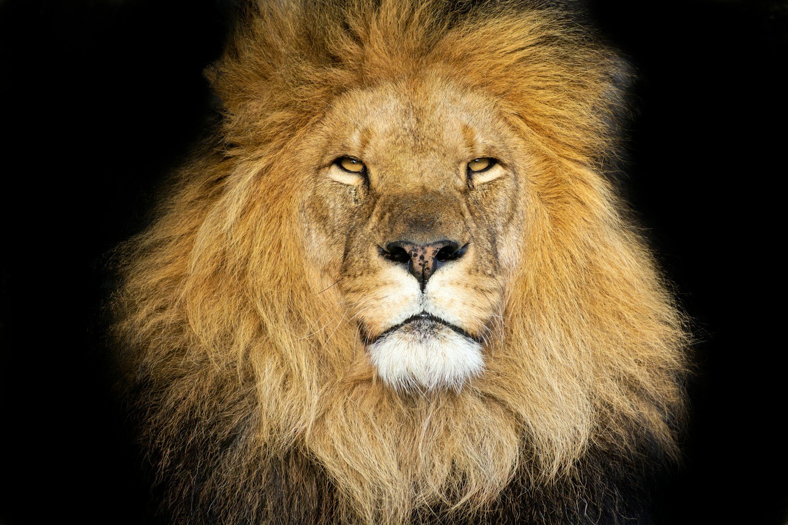 Why Big Cats Need Large Territories to Survive