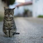 Stray cat brown tabby cat on gray concrete floor