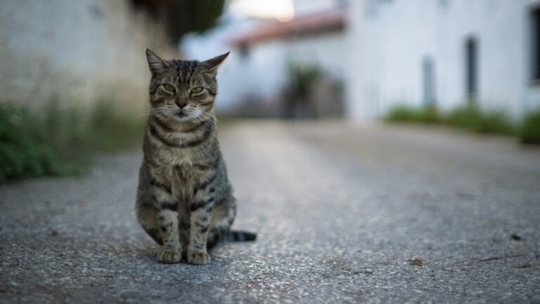 Stray cat brown tabby cat on gray concrete floor