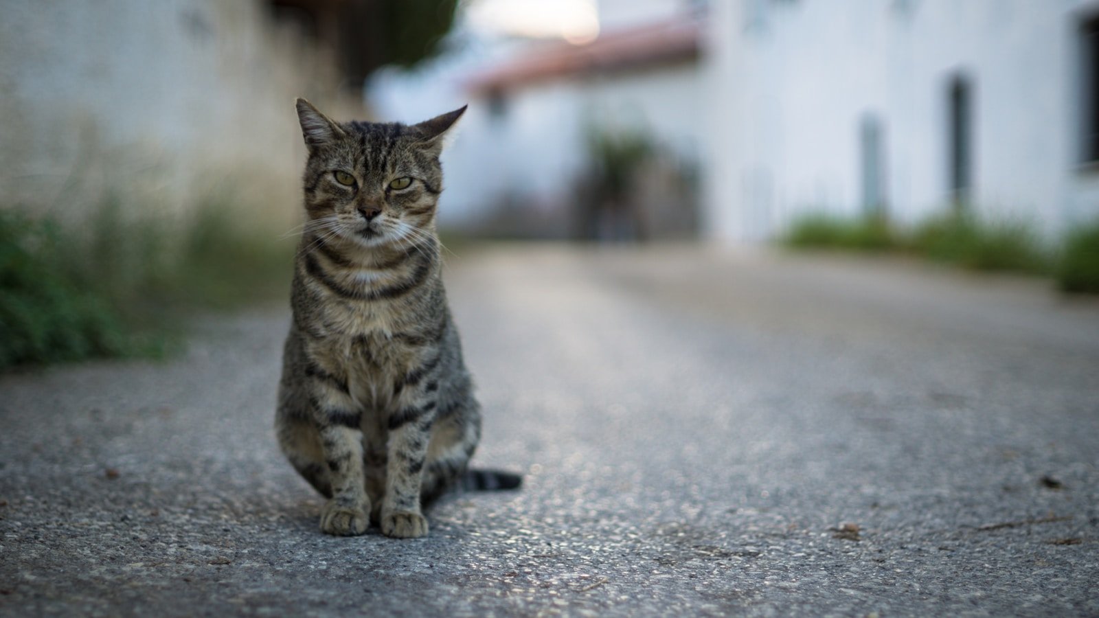 Stray cat brown tabby cat on gray concrete floor