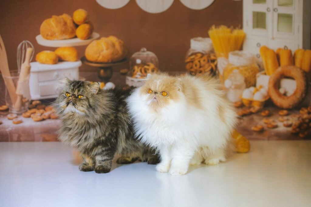 Cat Trust a couple of cats sitting on a table
