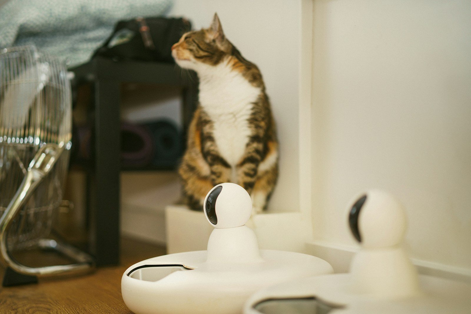 Photo by Jakub Żerdzicki A cat sitting on a counter looking at a hair dryer
