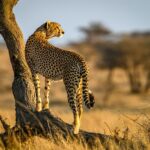 cheetah on brown grass during daytime