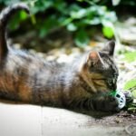 brown tabby kitten playing white and green ball