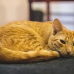 Little-Known Facts About How Cats Experience the World