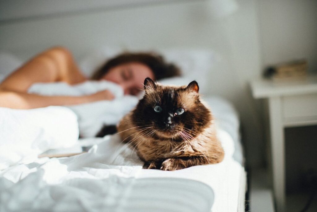 brown cat across person lying on bed