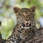 Why Do Some Big Cats Have Longer Lifespans Than Others?