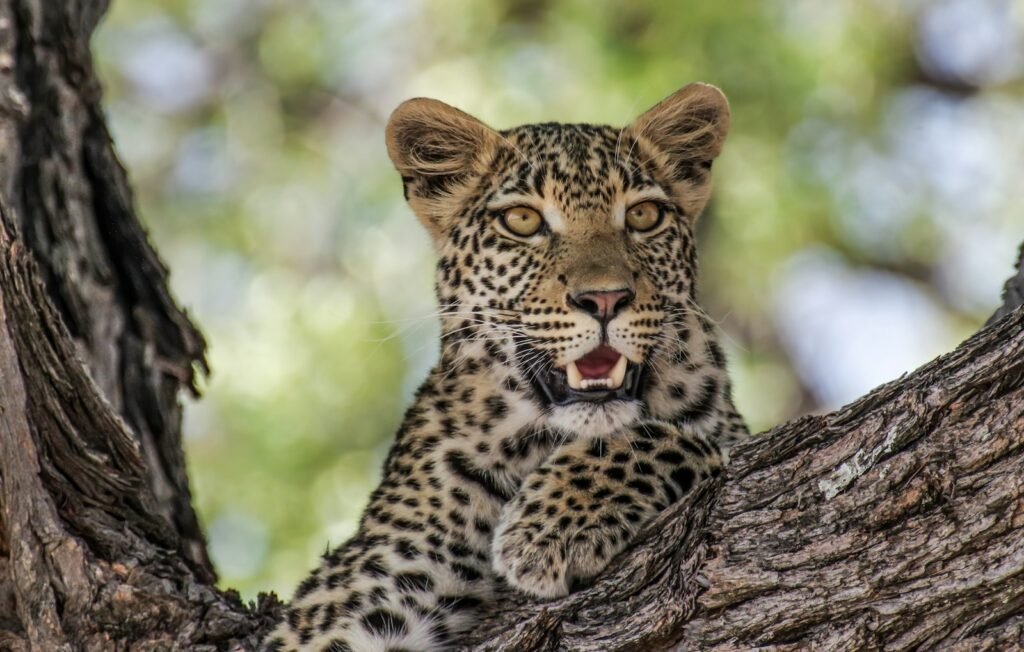10 Little-Known Facts About How Big Cats Raise Their Cubs