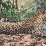 shallow focus photography of leopard